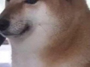 Balltze le Shiba Inu à lorigine du meme chien fort est décédé lors d