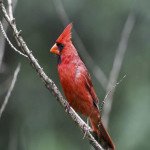 CardinalChoual