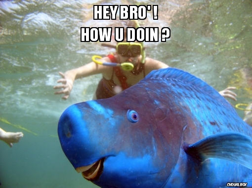 Hey bro' ! How u doin ? (Blue Parrotfish)