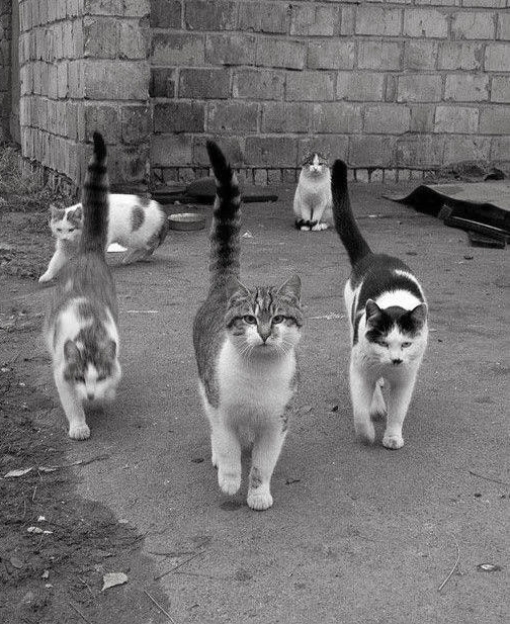 Badass cats