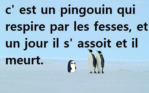 c' est un pingouin qui respire par les fesses