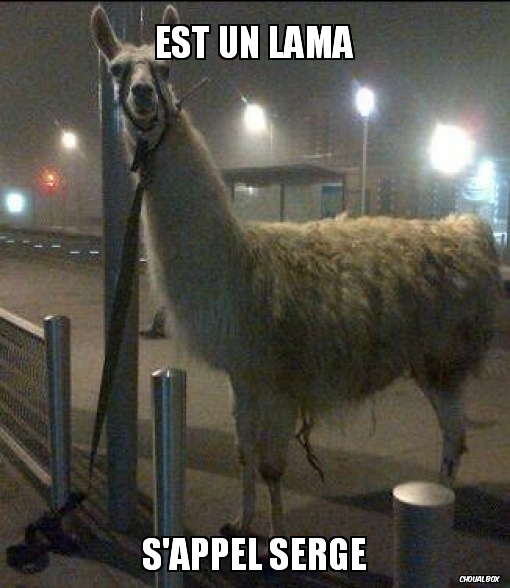 Serge le lama
