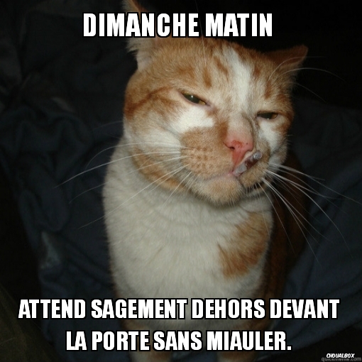 Good Guy Cat [ Rare ]