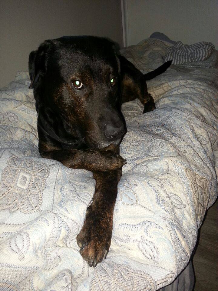 Mon chien fait une quenelle. 