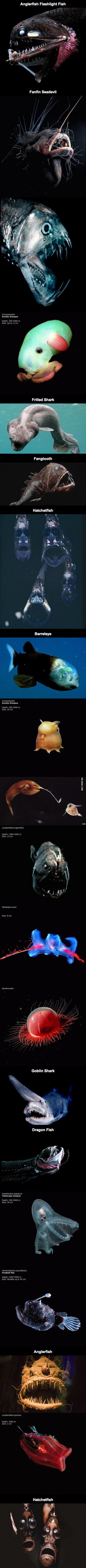 Créatures des profondeurs. 