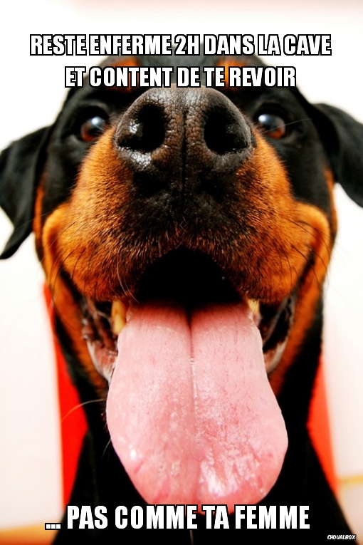 Le meilleur ami de l'homme. 