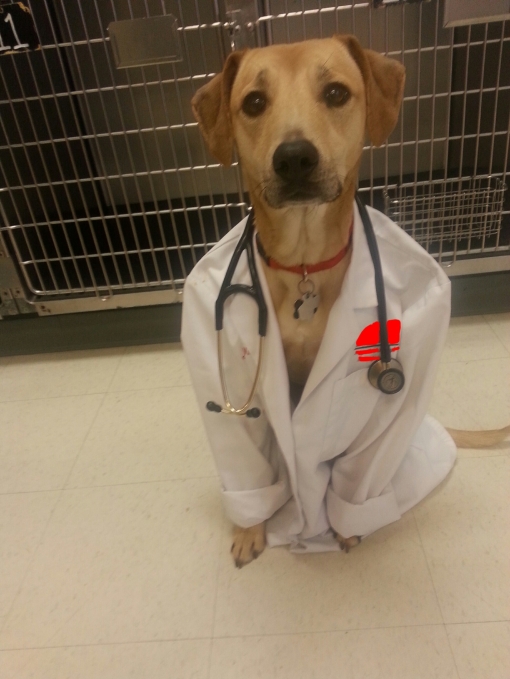 VETERINAIRE DOG
