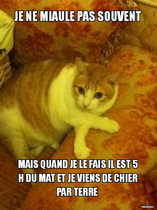 Je ne miaule pas souvent