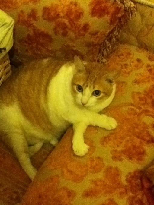 Most interesting cat 