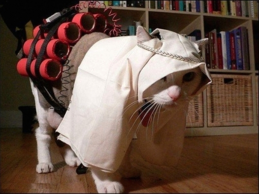 Terrorist Cat
