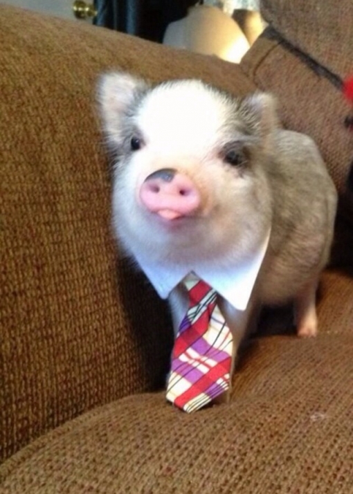 Business Pig