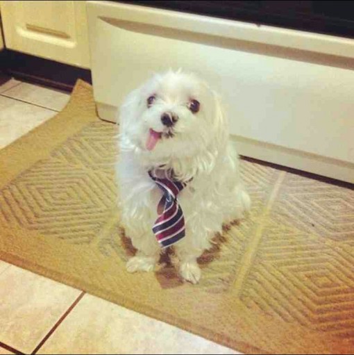 businessdog