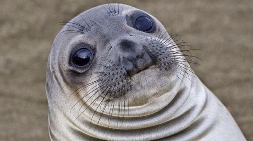 Awkward Moment Seal