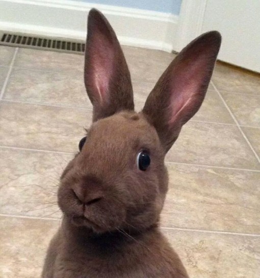 Confused bunny