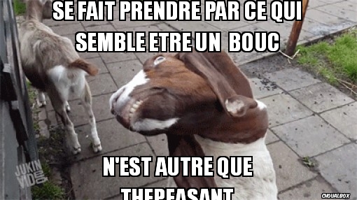 Se fait prendre par ce qui semble être un  bouc