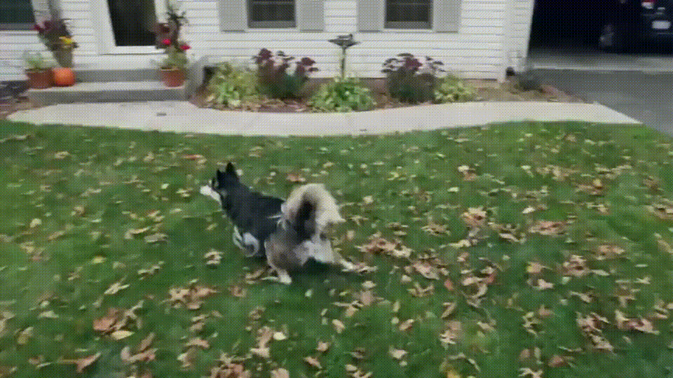 Faith in Humanity Restored