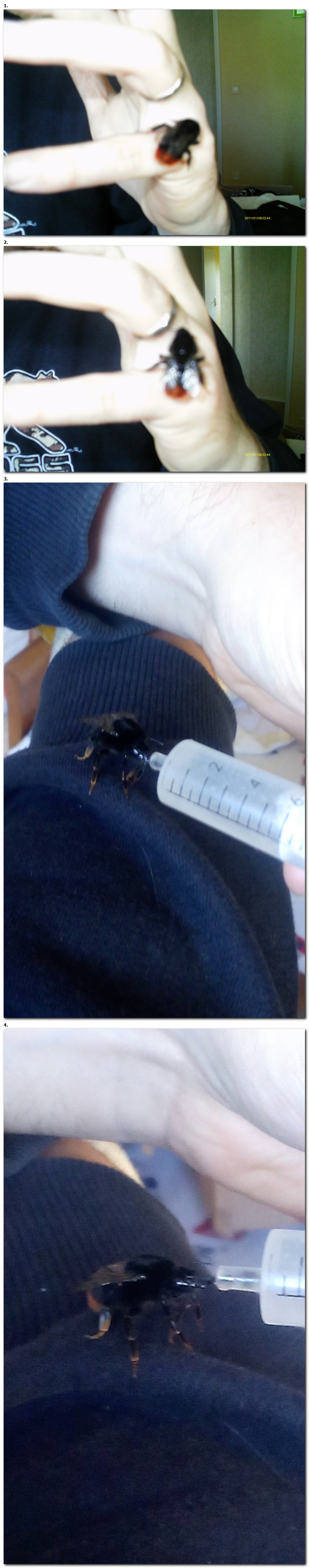 Sauvetage d'une reine Bombus lapidarius