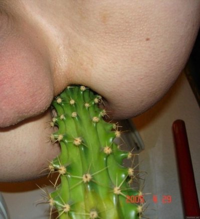 Confondre son cactus et son plug anal