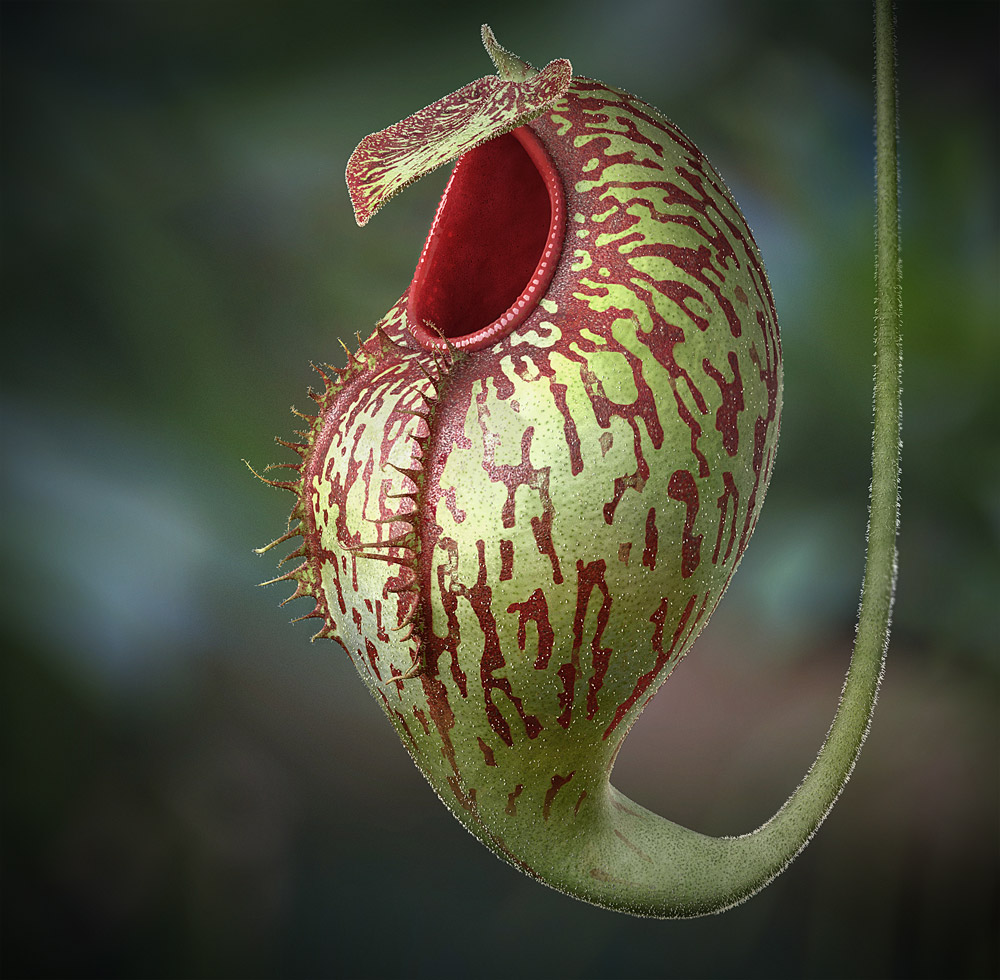 Le végétal intelligent : La plante carnivore