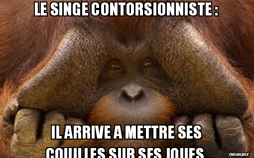 Le singe contorsionniste 