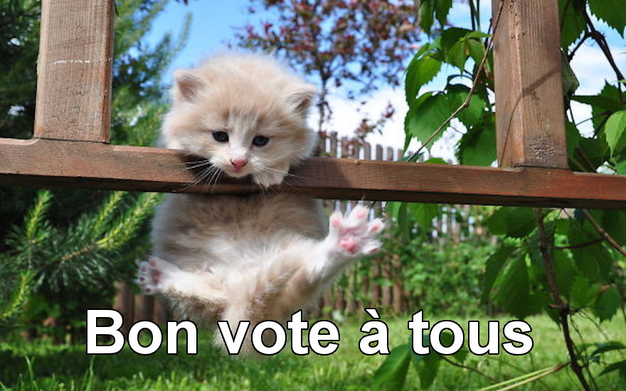 Le vote c'est pour les faibles