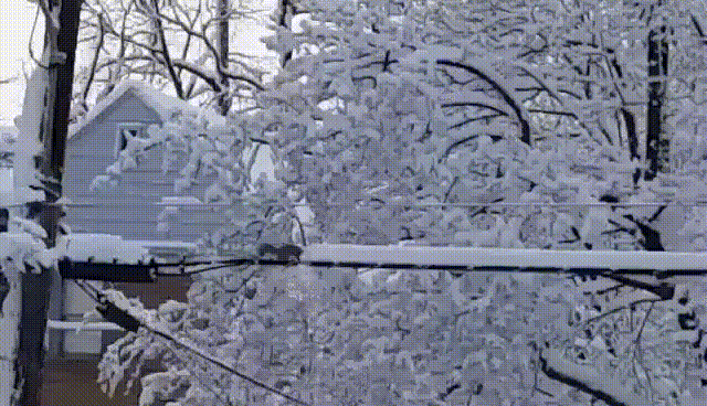 EDF va employer des écureuils cet hiver