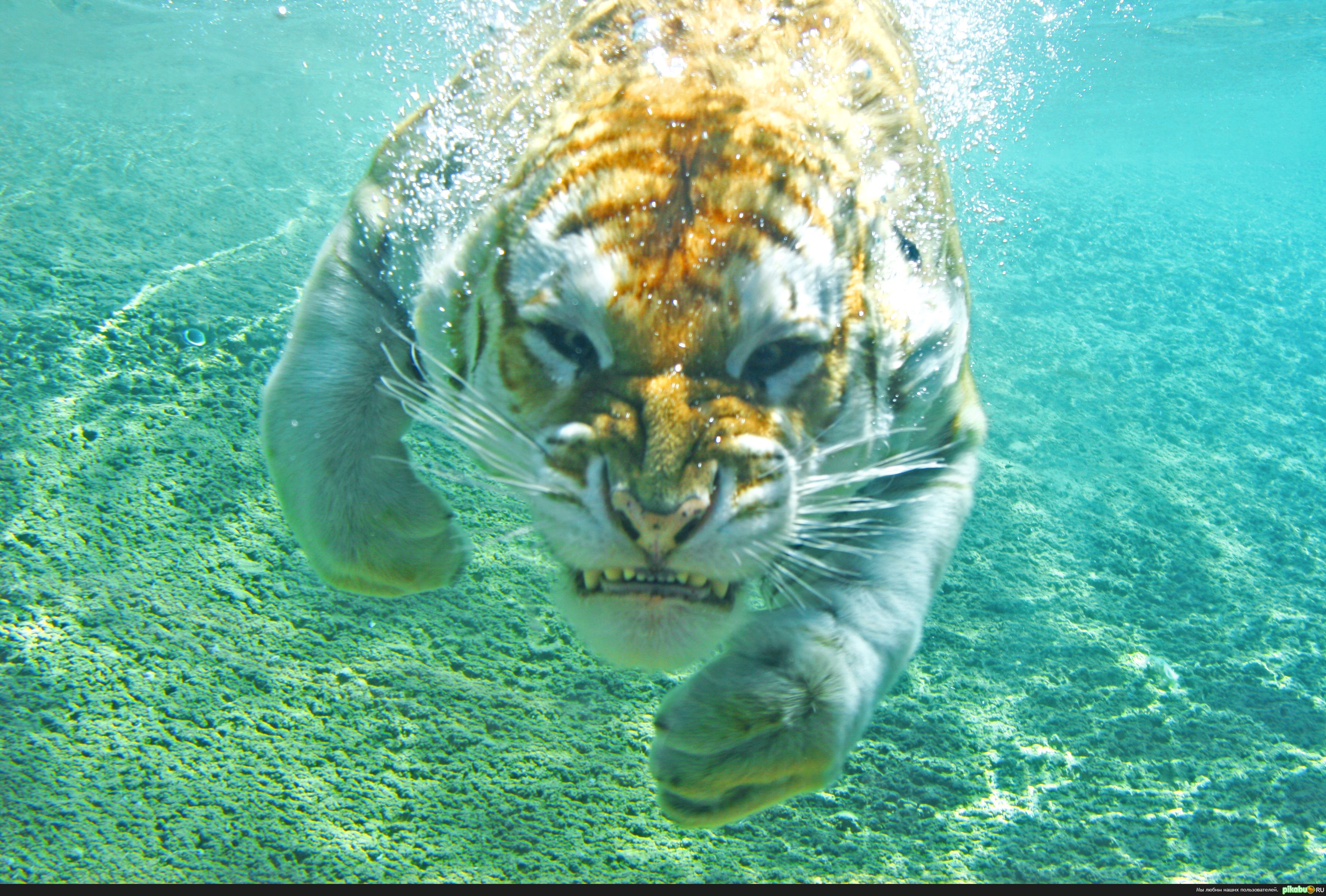 Le tigre des mers