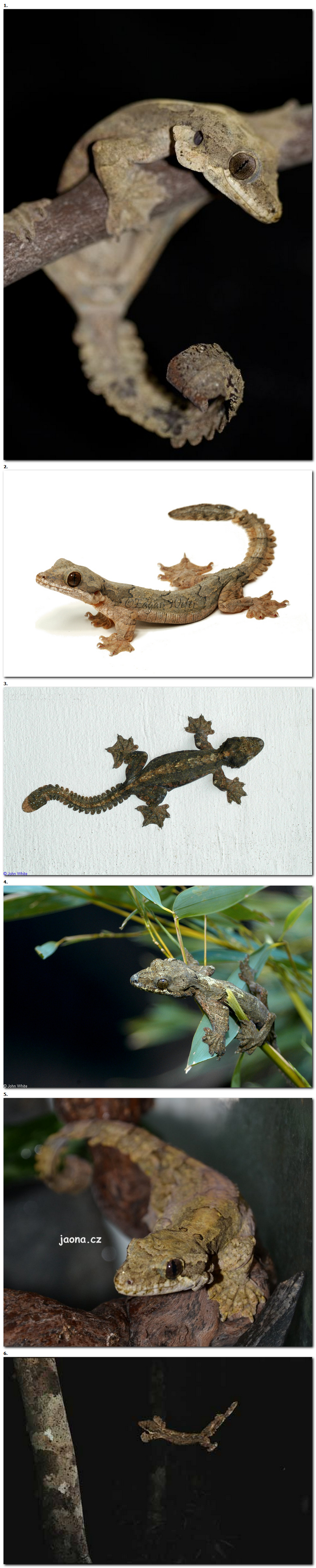 Ptychozoon kuhli - Gecko Volant de Kuhl