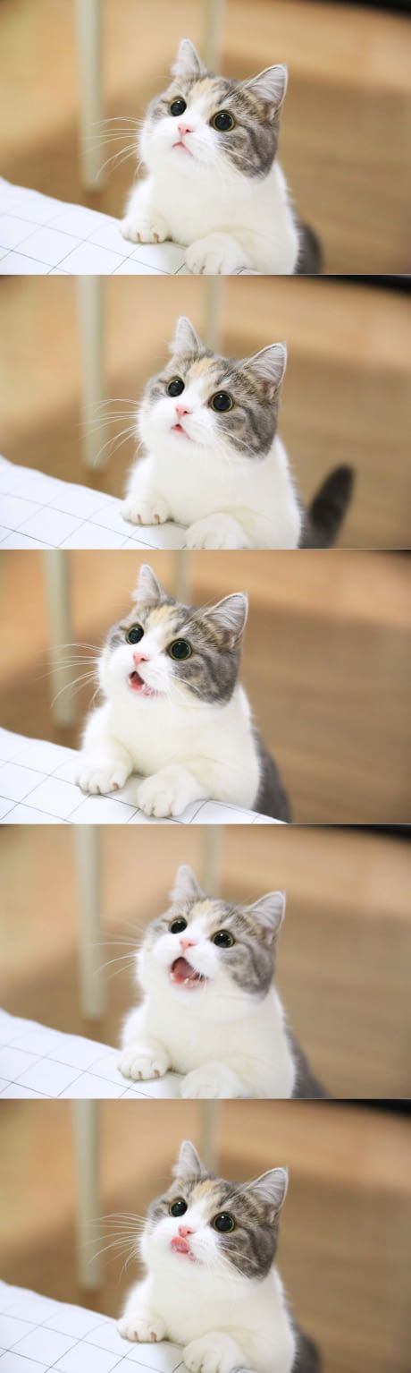 Ahhhhh l'heure du repas