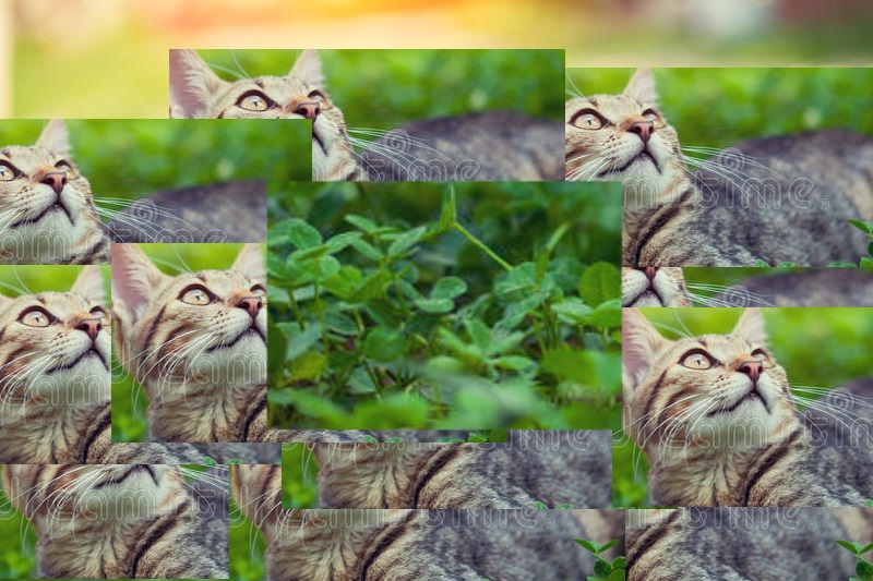 Trèfle se situant dans le chat.