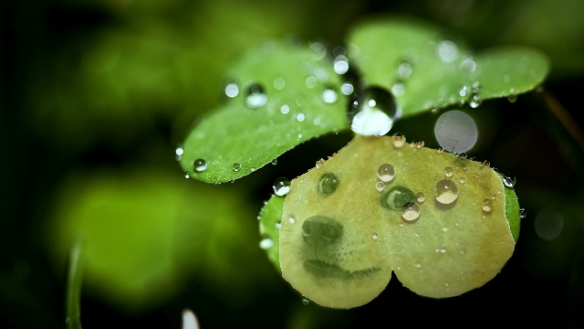 Le Doge se reflétant dans la rosée matinale d'un trèfle