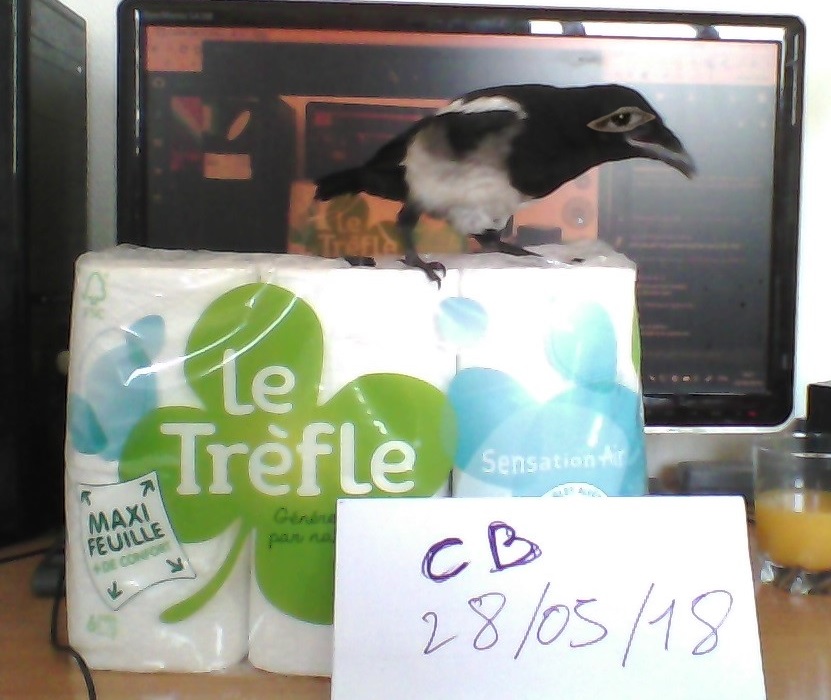 Mon Birb avec Le Trèfle