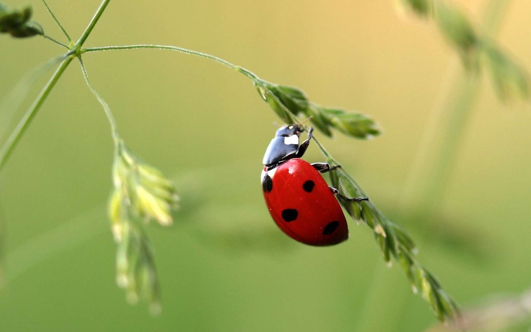 Les auxiliaires du jardin, la coccinelle