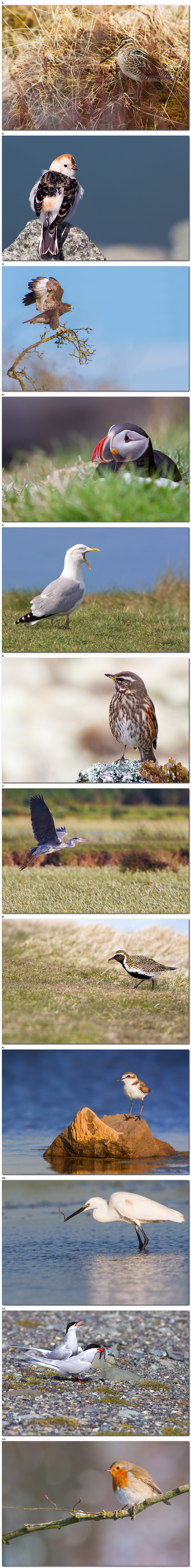 Un peu de piafeurs, dans ce monde de brutes.