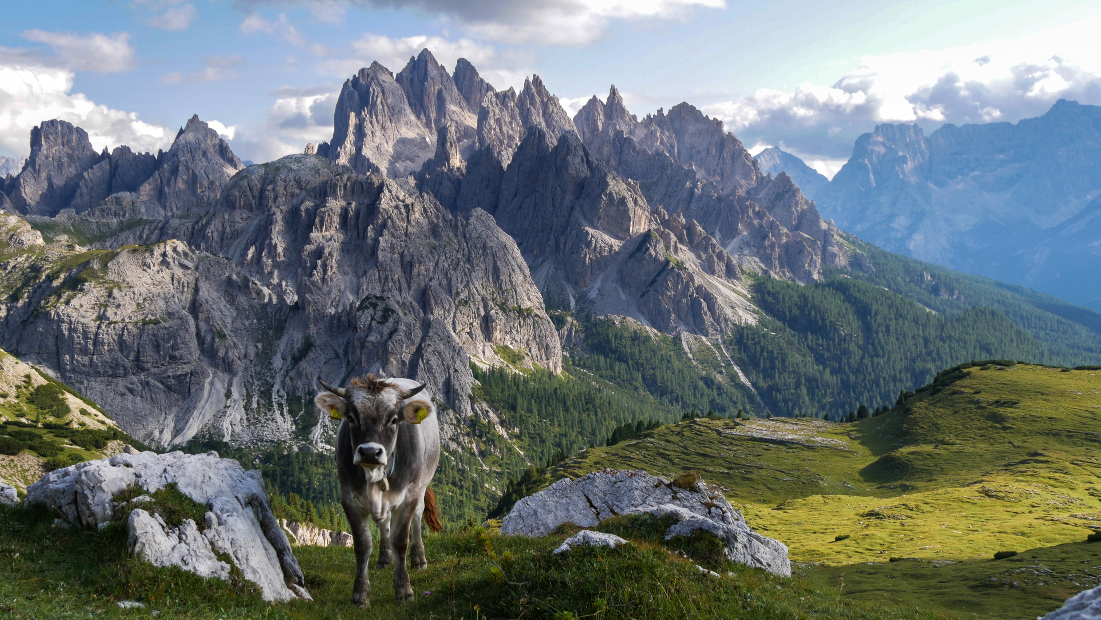 Dolomites et une vache