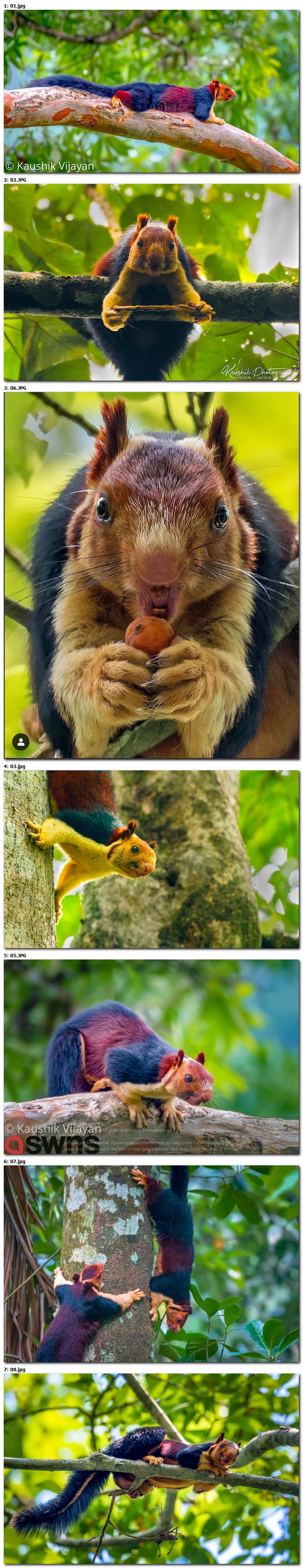 écureuil géant multicolore 