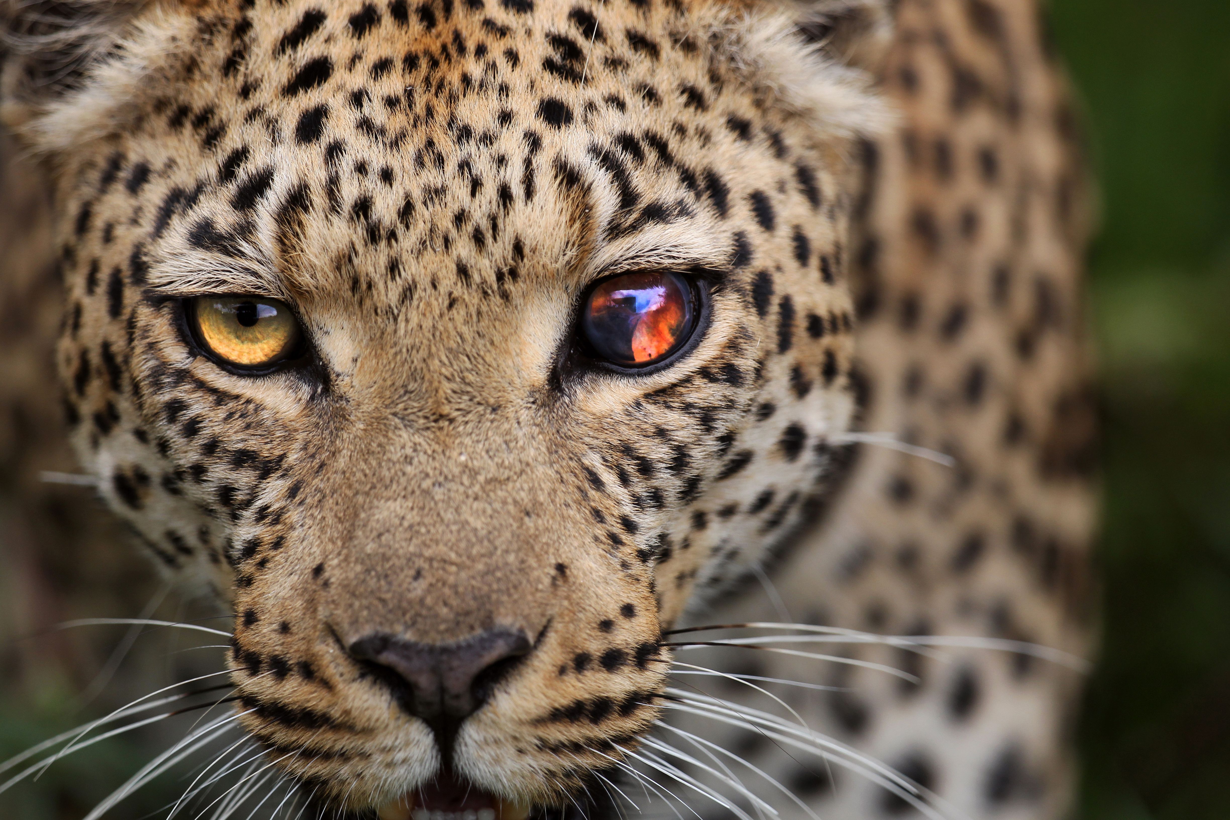 Самые красивые звери. Берберийский леопард. Гепард леопард Ягуар. Леопард тото. Панарский леопард.