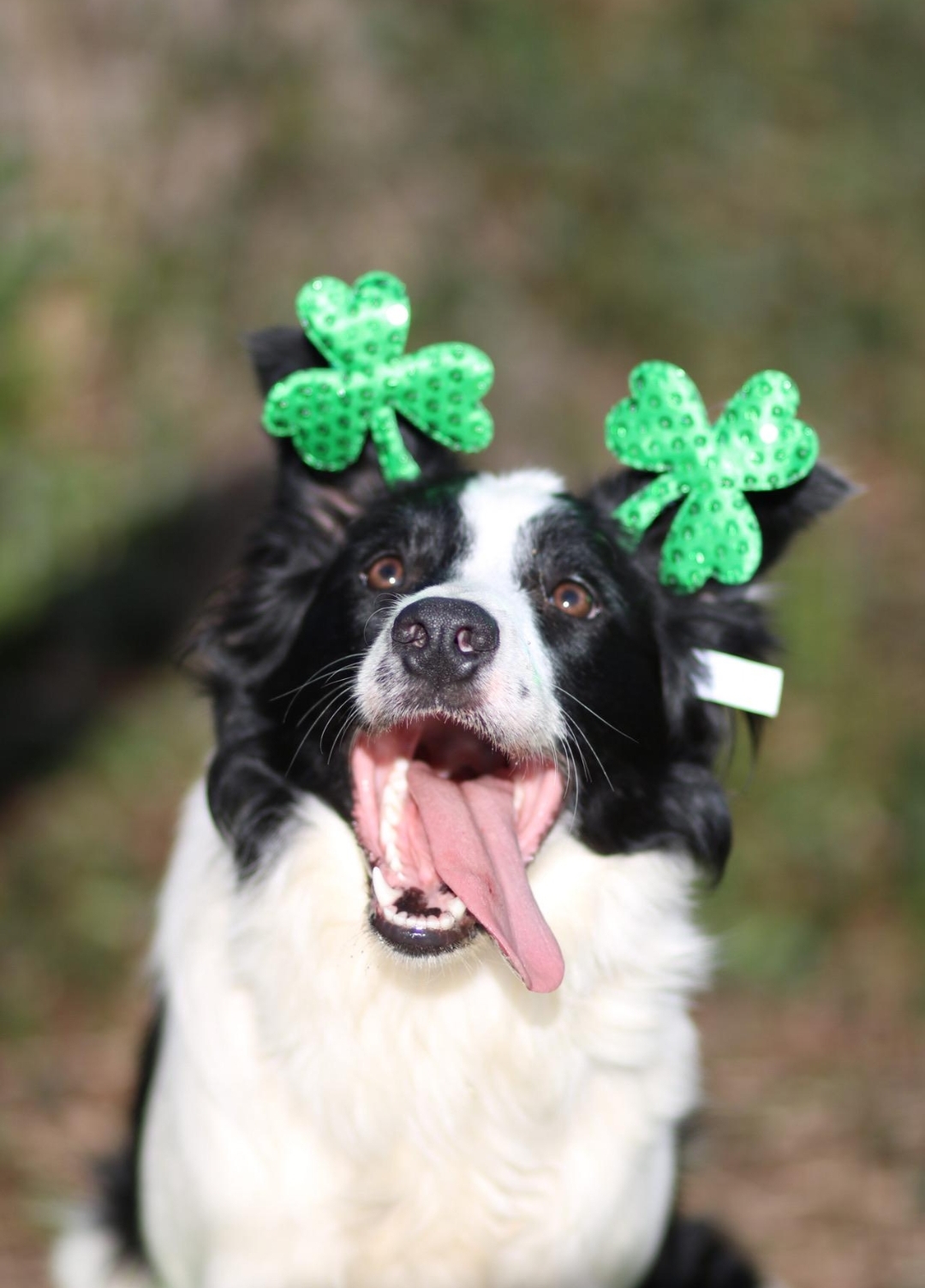 Dogo avec deux trèfles 