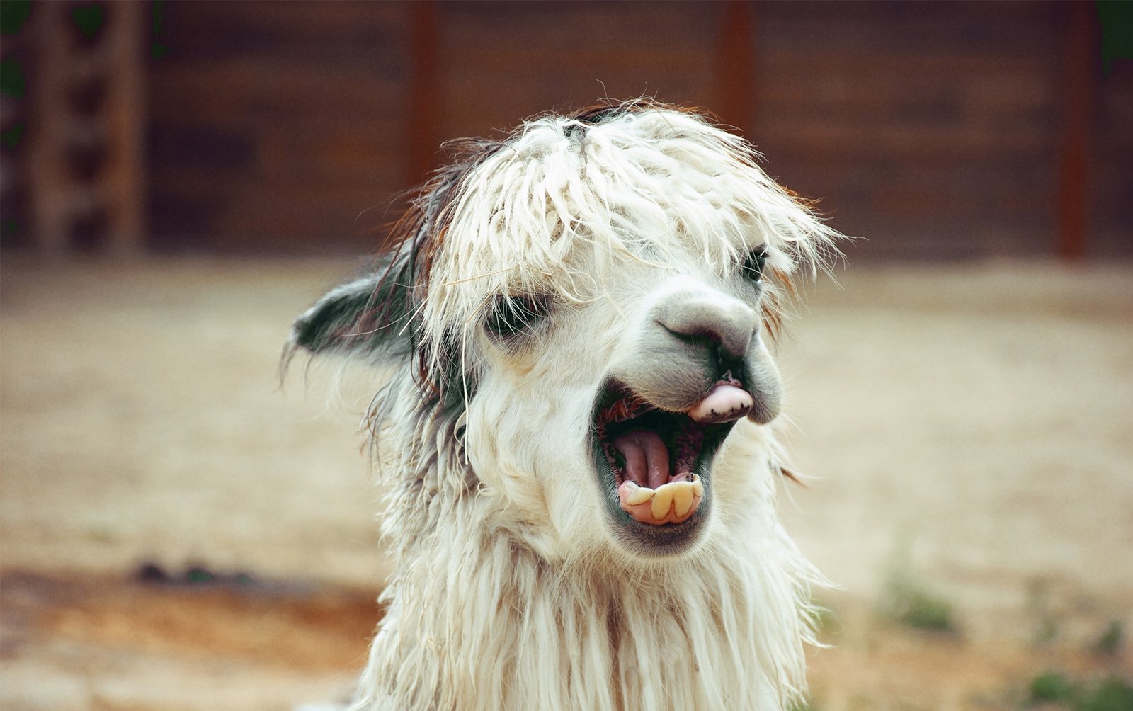 Видео песня а 4 лама. Зубы альпаки. Ламы смешные. Смешная лама с зубами. Альпака улыбается.