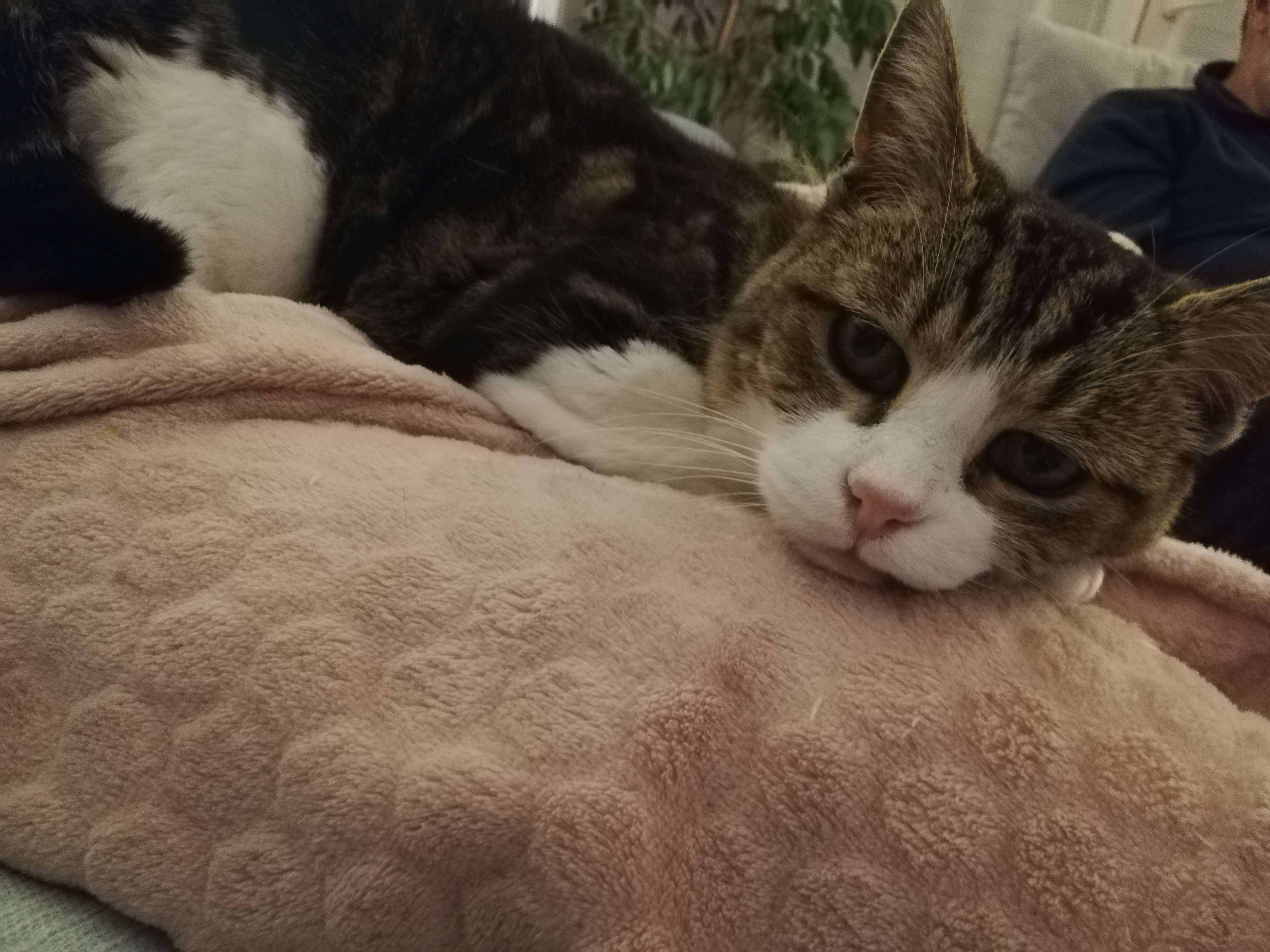 Yori Yoshizuki ma mémère de 16 ans, ma pote qui m'a suivi pendant  si longtemps vient de s'éteindre en cette journée du 24 août. C'est la vie je le sais, mais je suis bien triste ce soir.