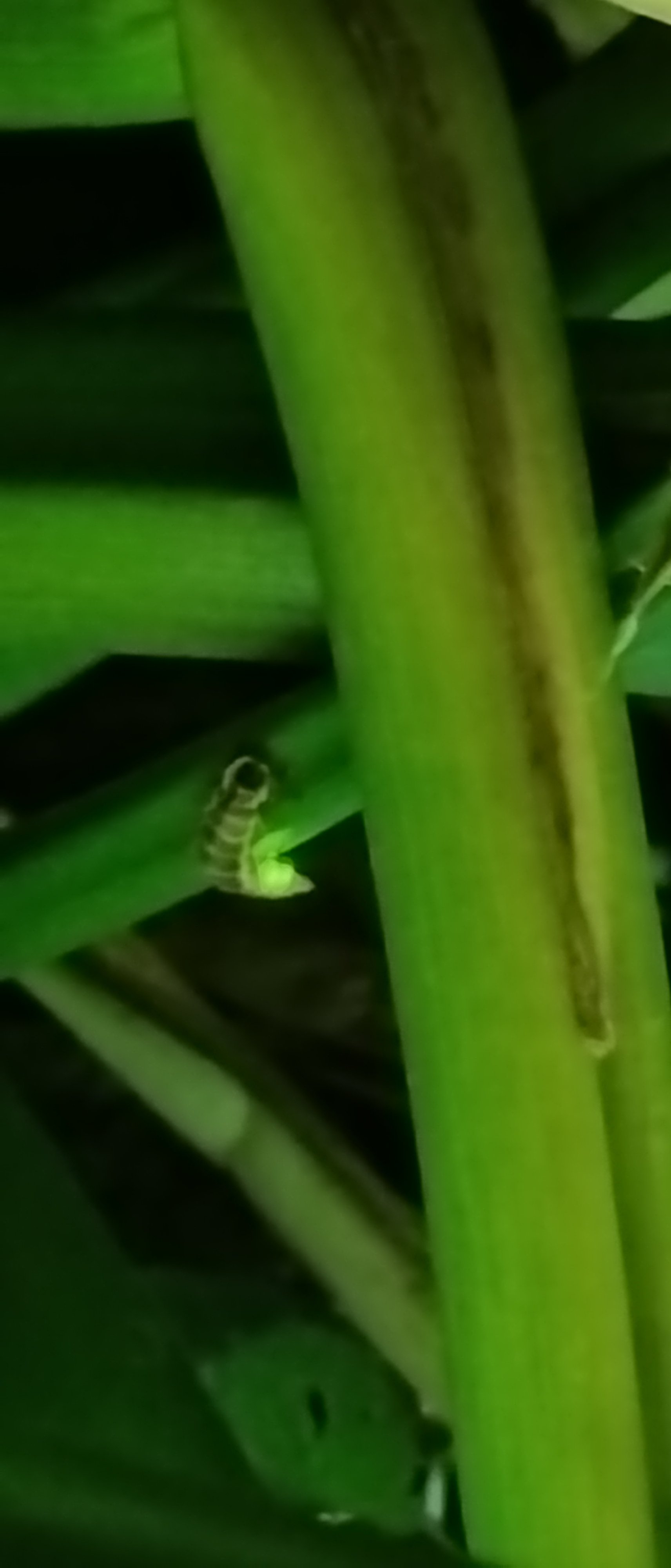 Un ver luisant dans mon jardin !!!