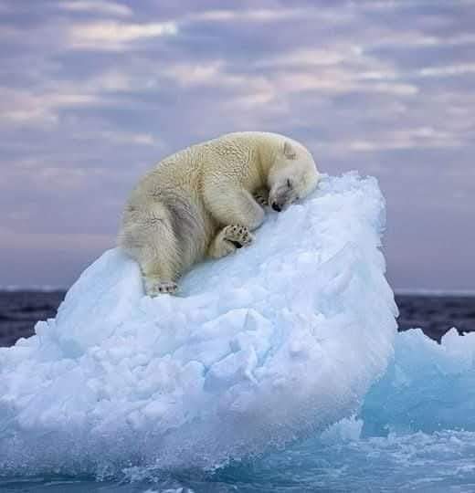 L'un des lauréats du concours Nature’s Best Photography Awards 2024