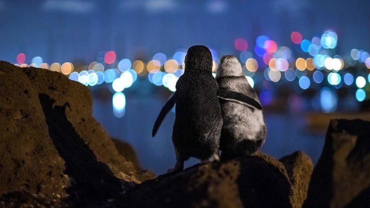 2 manchots veufs se faisant un câlin en contemplant les lumières de Melbourne (Prix du public, Ocean Photography Awards 2020)