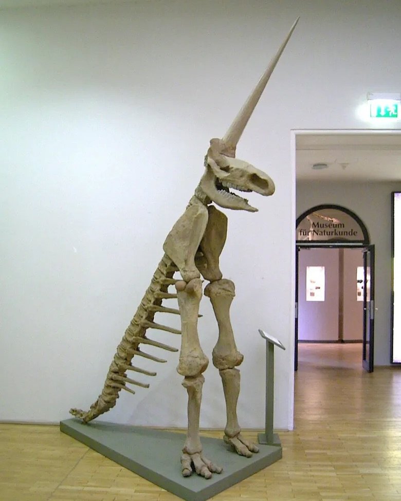 Surnommée « l’une des pires reconstructions fossiles de l’histoire », la soi-disant « Licorne de Magdebourg » est apparue pour la première fois en 1663.