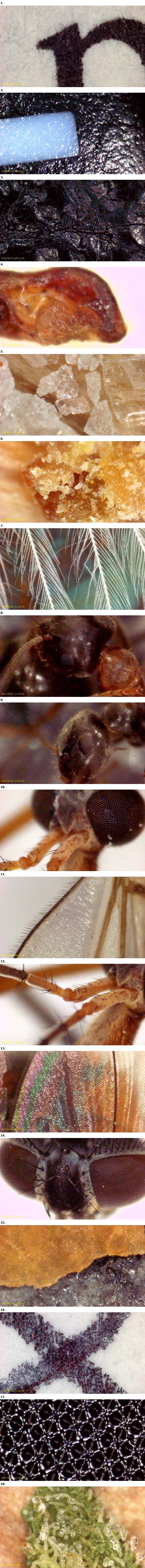 Bref, j'ai acheté un microscope a 40€ sur un site chinois