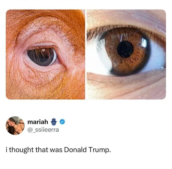 Oeil de cochon comparé à un œil humain