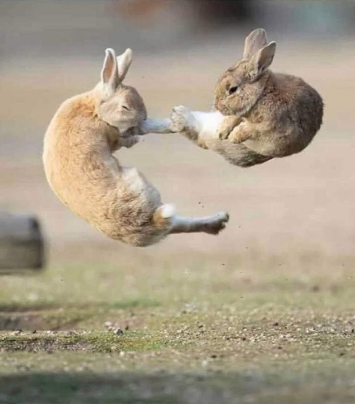 Everybunny was kung fu fighting ♫♪