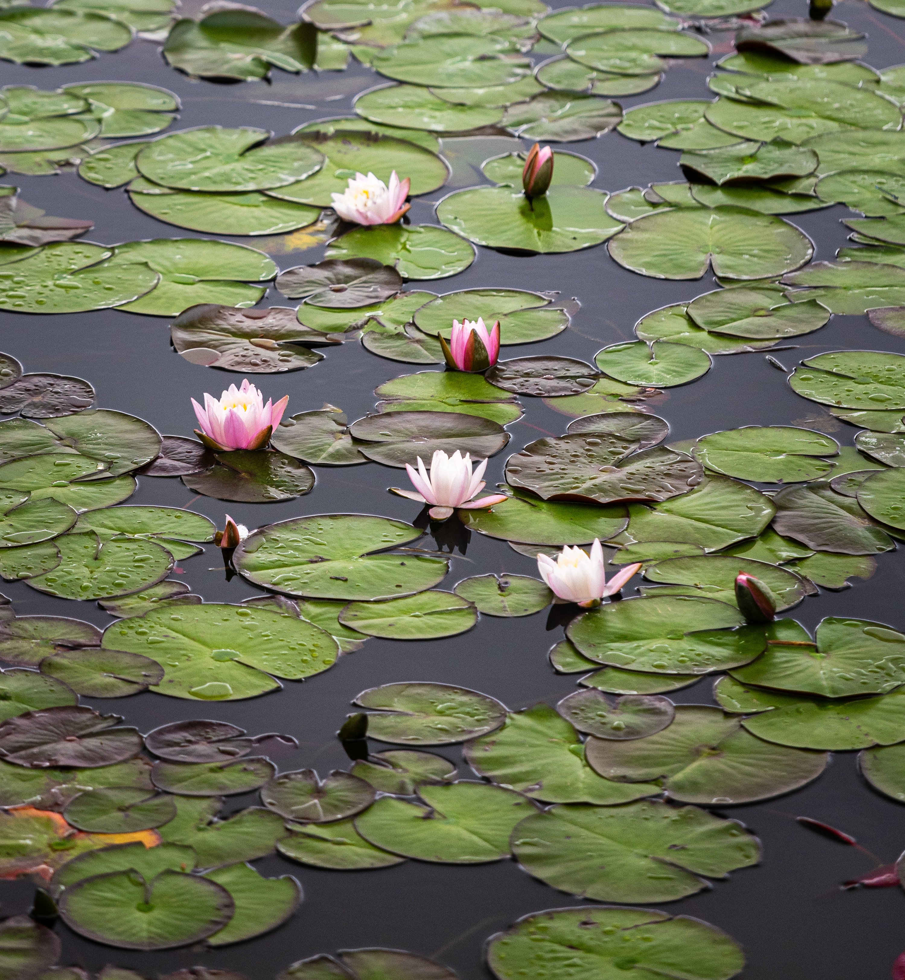 Nénuphars en floraison
