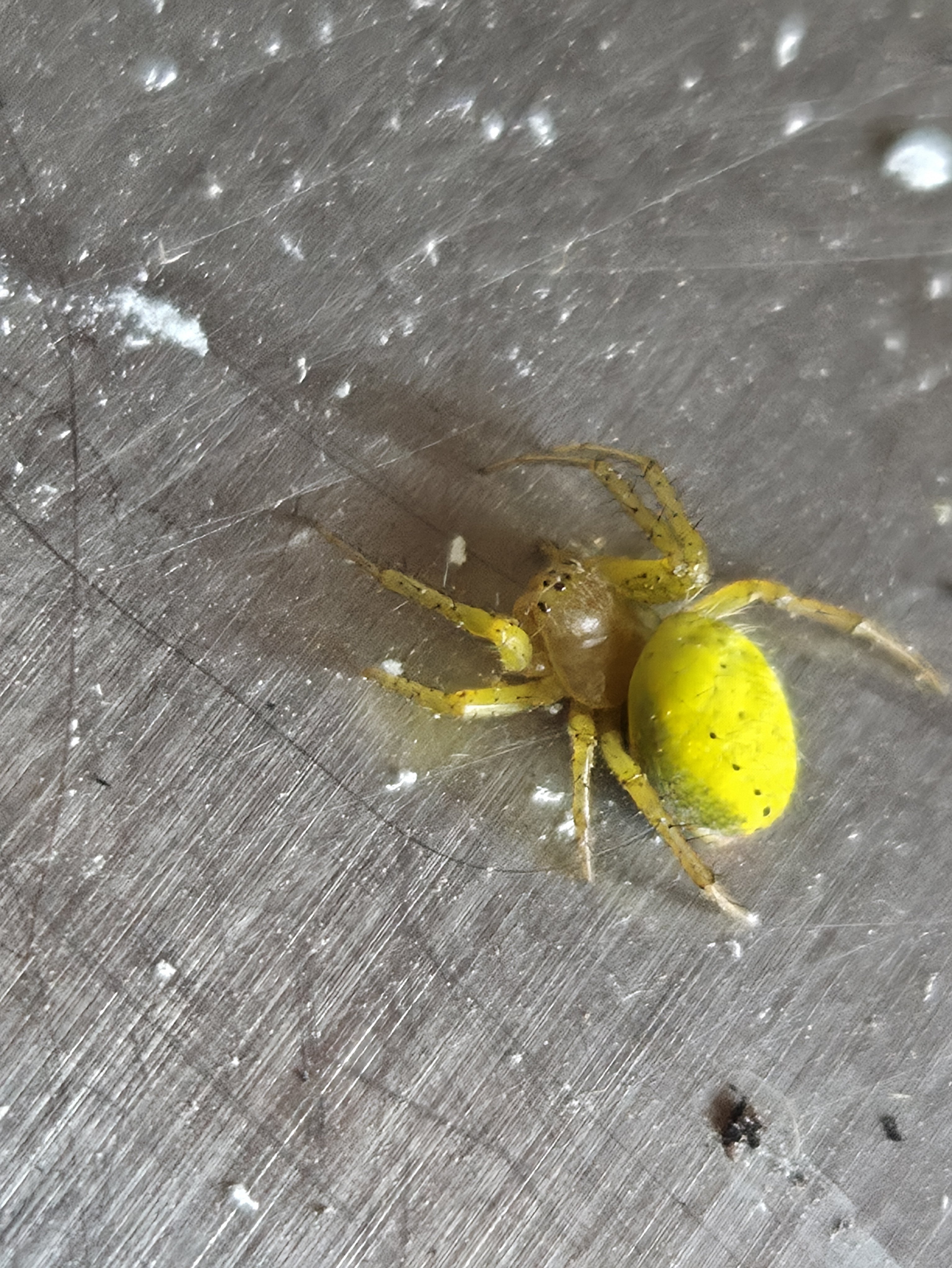 J'ai voulu me faire mordre par cette créature !Mais... a part me transformer en BIOMAN force jaune...