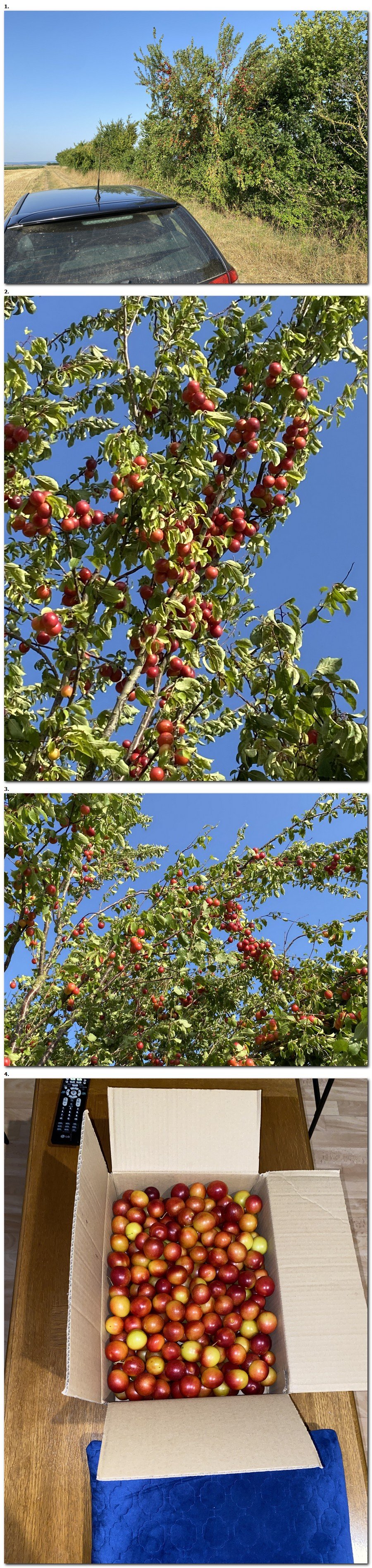 Prune sauvage a volonté en ce moment